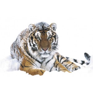 Siberian Tiger (03440)