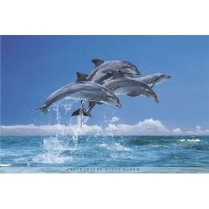 Four Dolphins (03625)