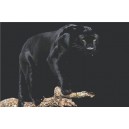 Black Panther (03639)