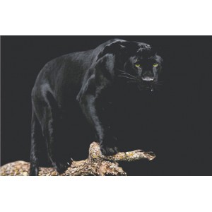 Black Panther (03639)