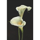 Calla Lilies (03677)