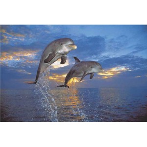 Flight of Two Dolphins (03733)