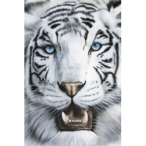 Tigre Blanco (03784)