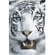 Tigre Blanco (03784)