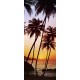 Sunny Palms (00529)