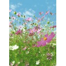 Flower Meadow (00367)