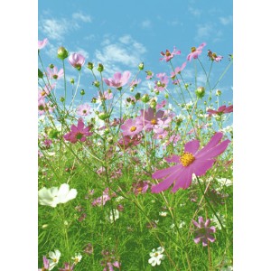 Flower Meadow (00367)