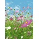 Flower Meadow (00367)