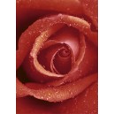 Rose (00368)