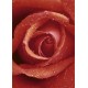 Rose (00368)