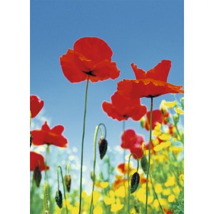 Poppy Field (00371)