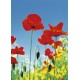 Poppy Field (00371)