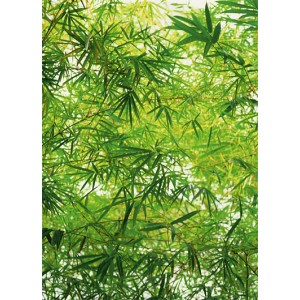 Bamboo (00372)