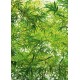 Bamboo (00372)