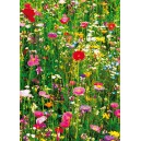 Flower Field (00375)