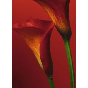 Red Calla Lilies (00406)