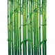 Bamboo (00421)