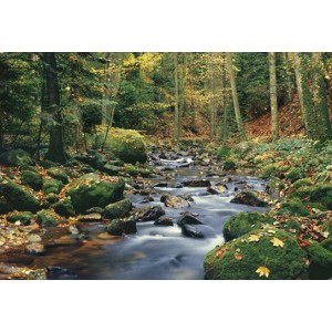 Forest Stream (00278)