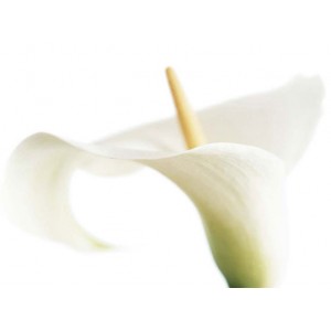 Calla on White (09232)