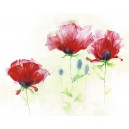 Red Poppies II (09282)