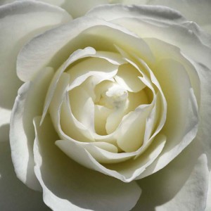 White Rose (05667)