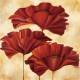 Three Poppies II (05739)