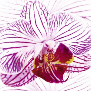 Orchid I (05764)