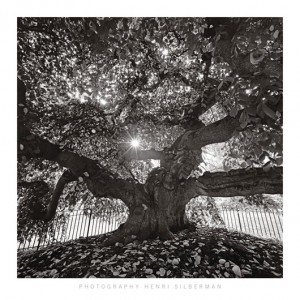 Under Camperdown Elm, Prospect Park (05767)