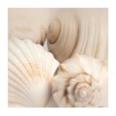 Shells II (05776)