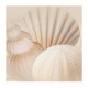 Shells III (05777)