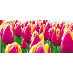 Tulips (00843)