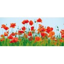 Poppy Field (00844)