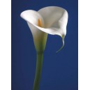 Calla on Blue I (04015)