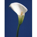 Calla on Blue II (04016)