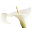 Calla on White (04017)