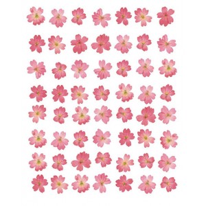 Eight Lines of Pink Flowers (04039)