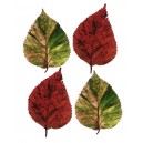 Four Leaves I (04041)