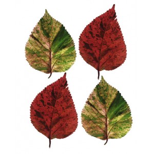 Four Leaves I (04041)