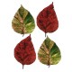 Four Leaves I (04041)