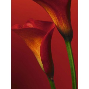 Red Calla Lilies (04057)